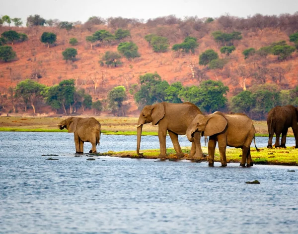 African-elephants-Botswana