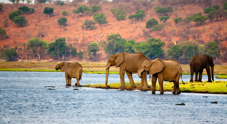 African-elephants-Botswana
