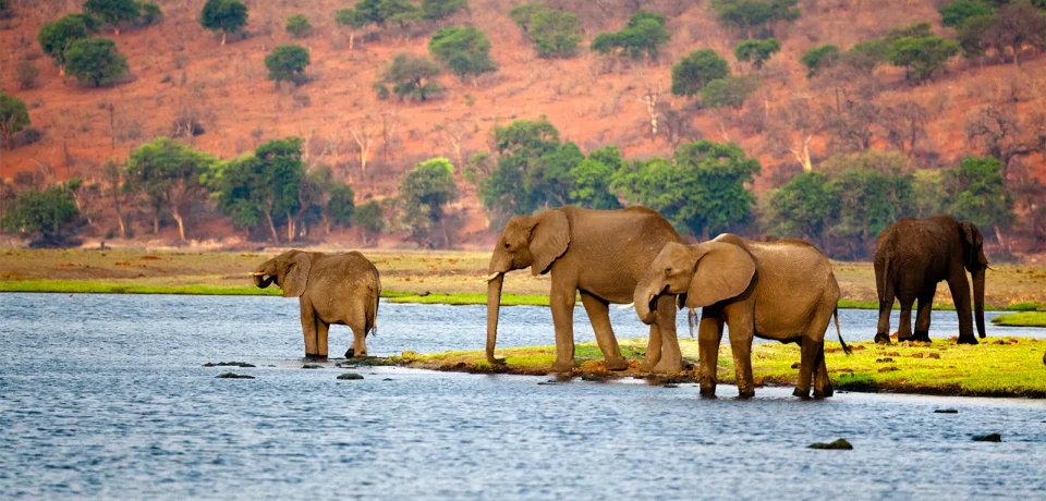 African-elephants-Botswana African-elephants-Botswana